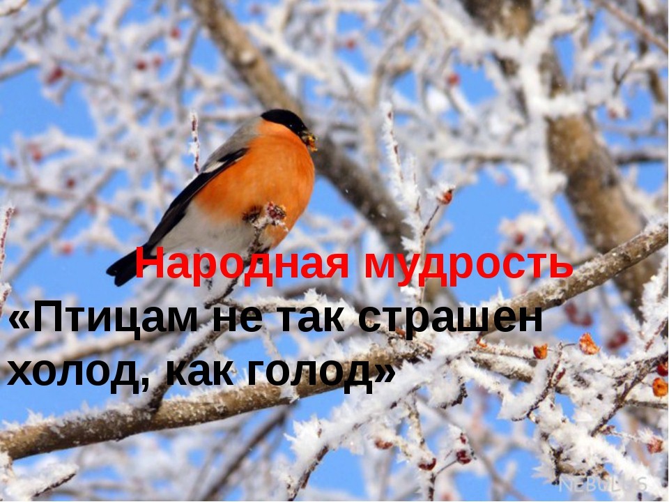 Дипломы «Хранители природы Сибири»